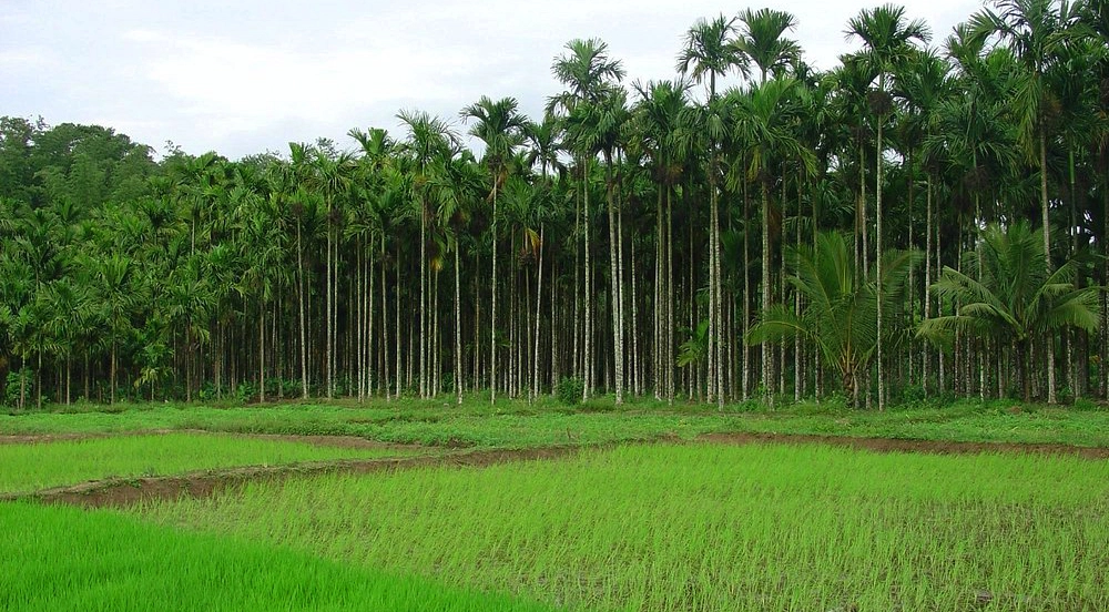 natural farm