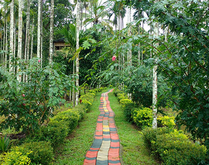 honeymoon resorts in wayanad