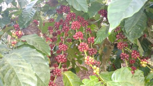 wayanad resorts