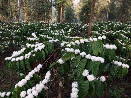 wayanad resorts