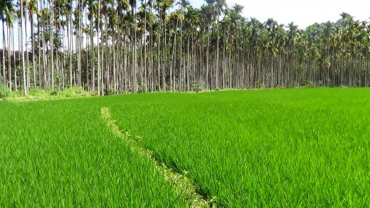 wayanad resorts